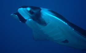 Birmanie - Mergui - 2018 - DSC02835 - Oceanic Manta Ray - Raie Manta Oceanique - Manta Biostris